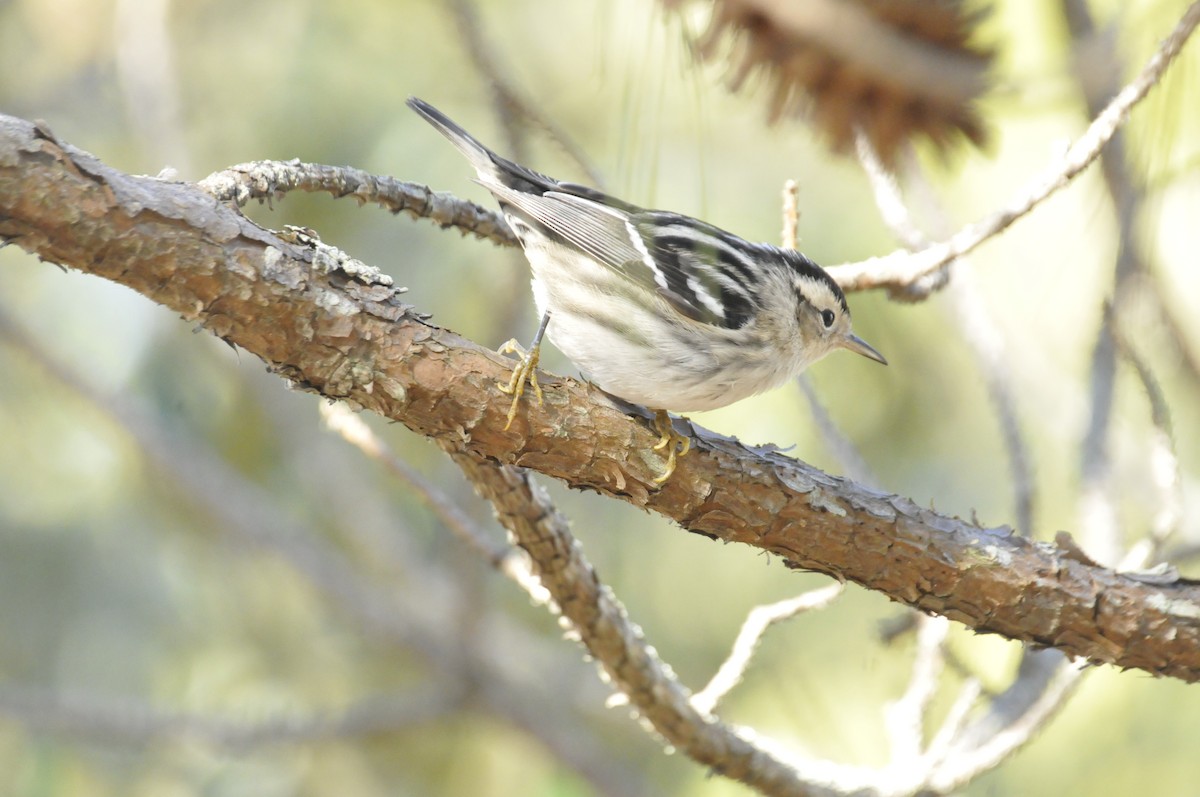 Black-and-white Warbler - ML404903951