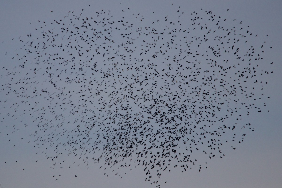 European Starling - ML404904701