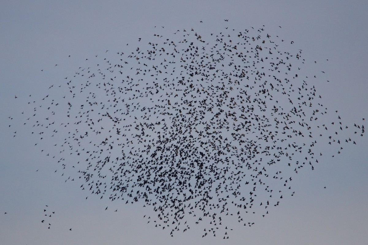 European Starling - ML404904711