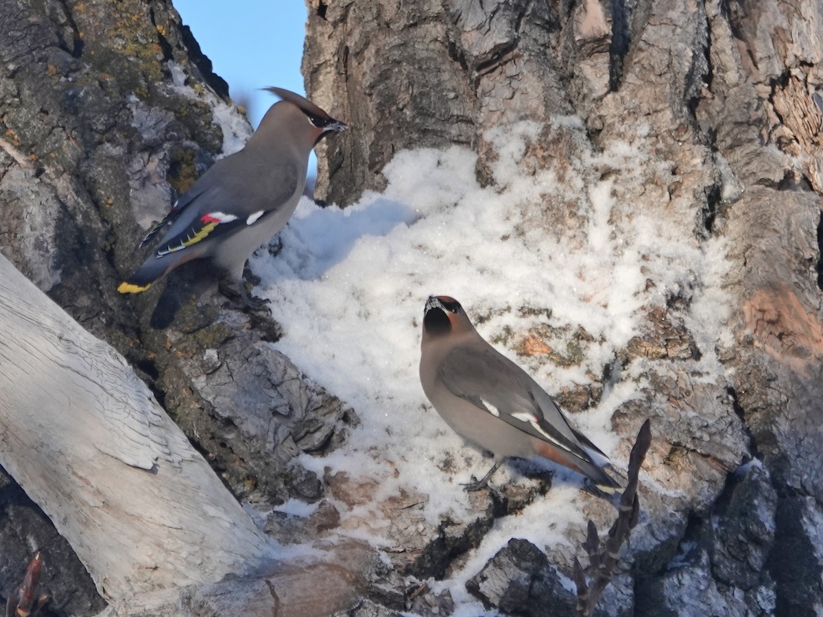 Bohemian Waxwing - ML404904721