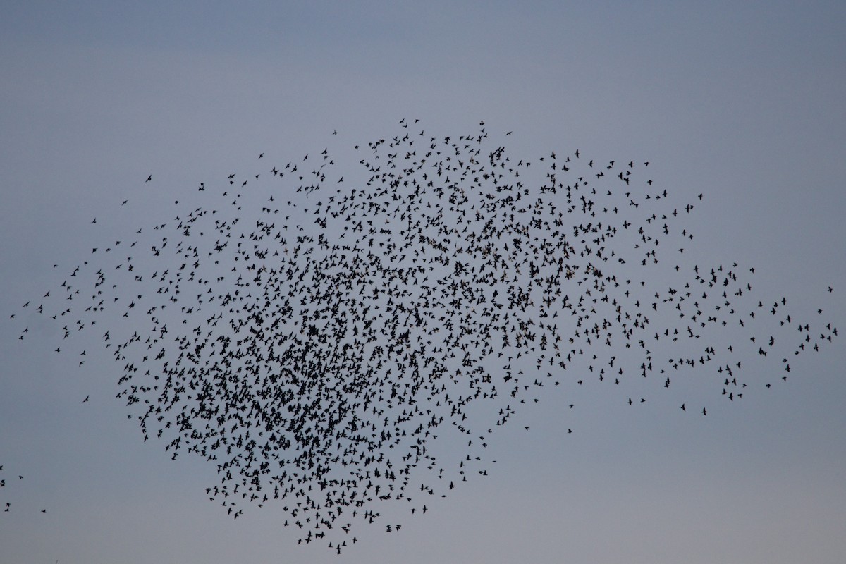 European Starling - ML404904731