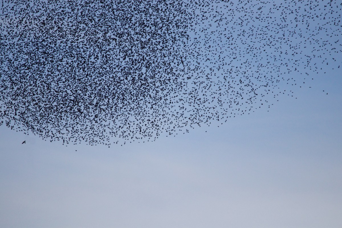 European Starling - ML404904741