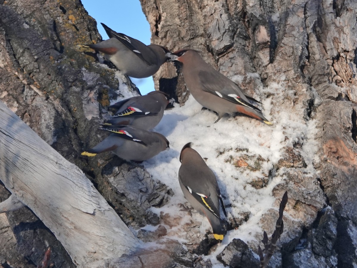 Bohemian Waxwing - ML404904841