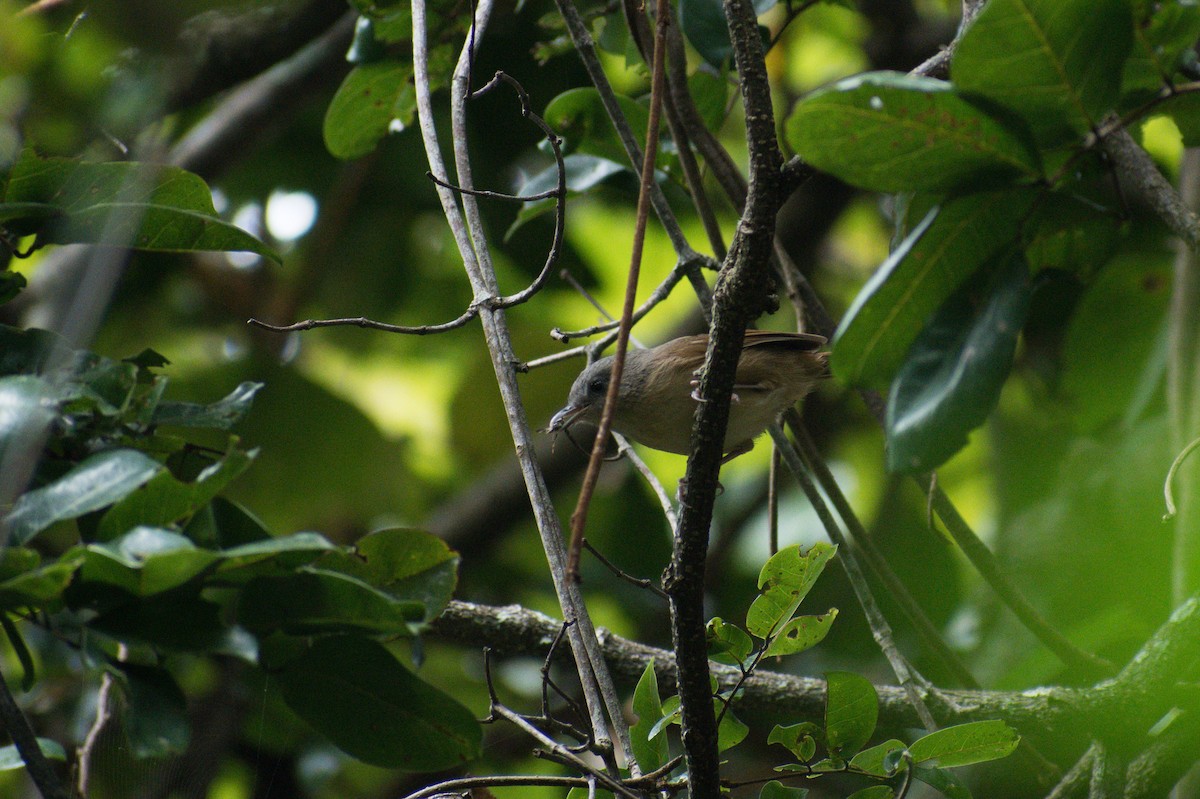 Brown-cheeked Fulvetta - ML404905001