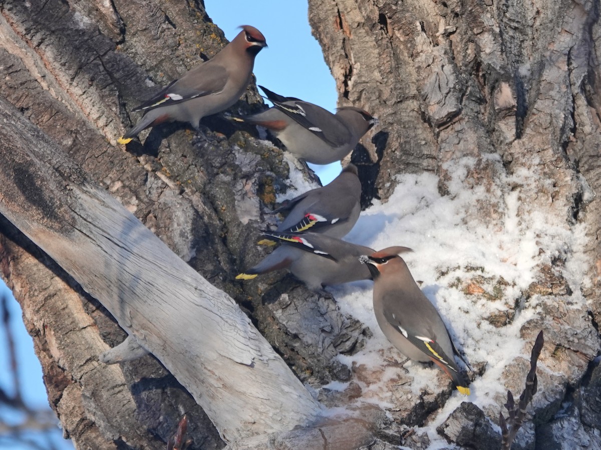 Bohemian Waxwing - ML404905071