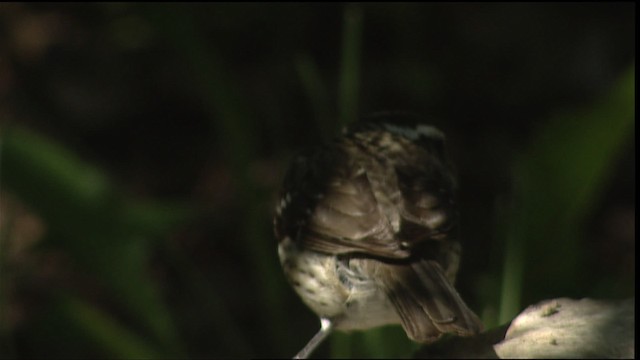 Rose-breasted Grosbeak - ML404906