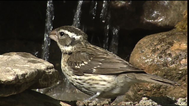 Rose-breasted Grosbeak - ML404907