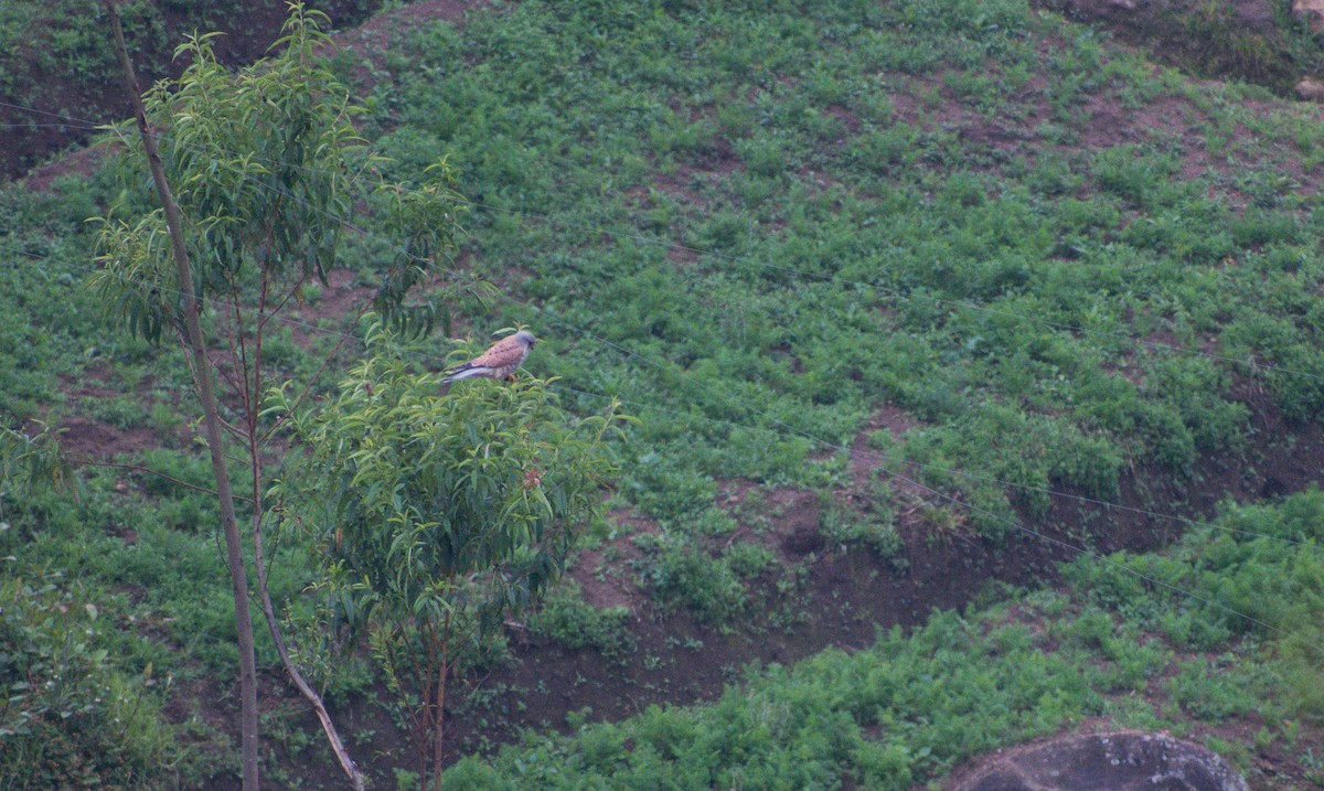 Eurasian Kestrel - ML404907081