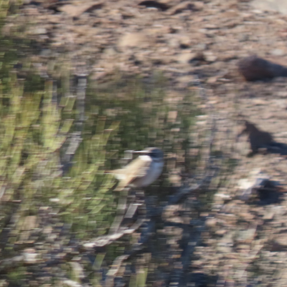 Sagebrush Sparrow - ML404907291