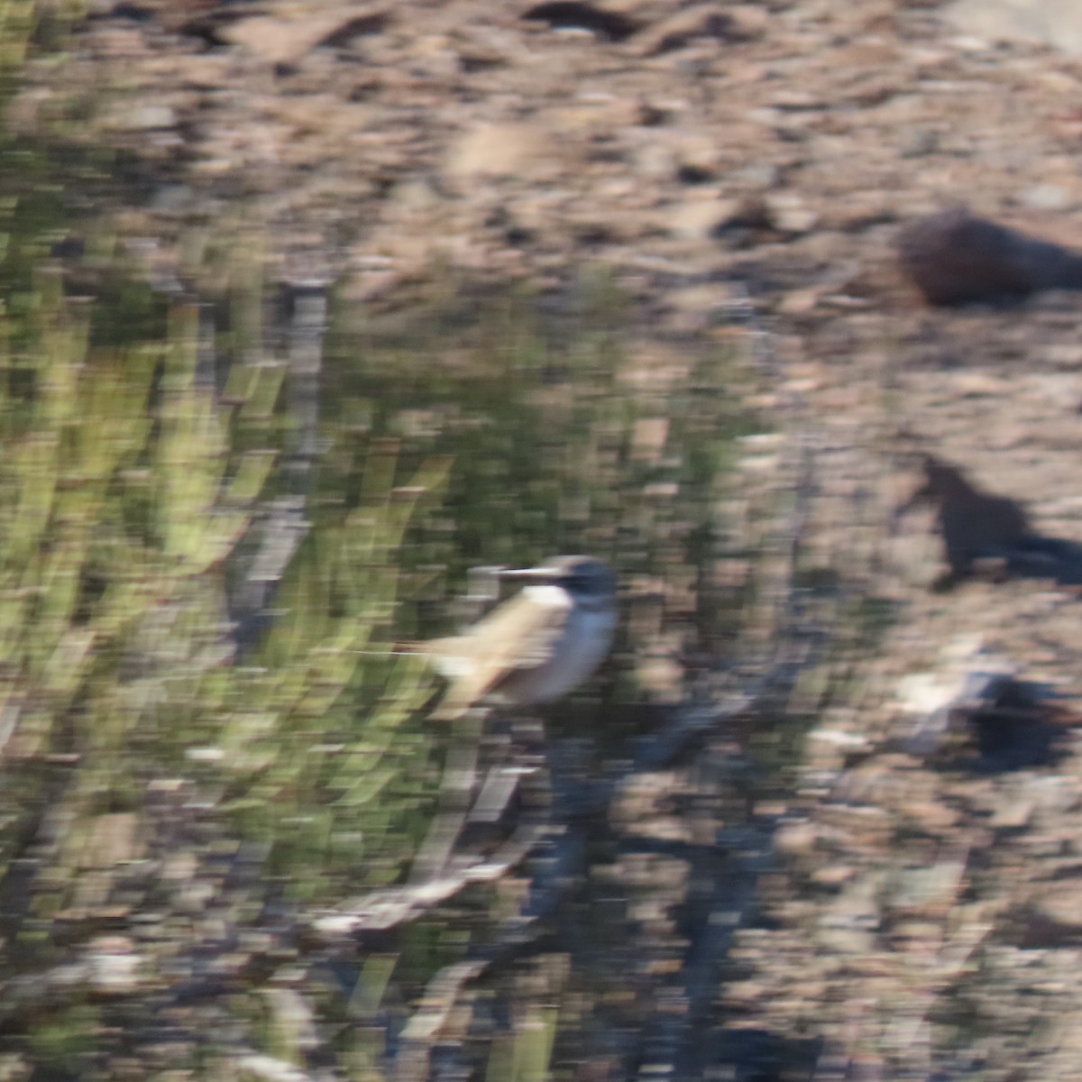 Sagebrush Sparrow - ML404907291