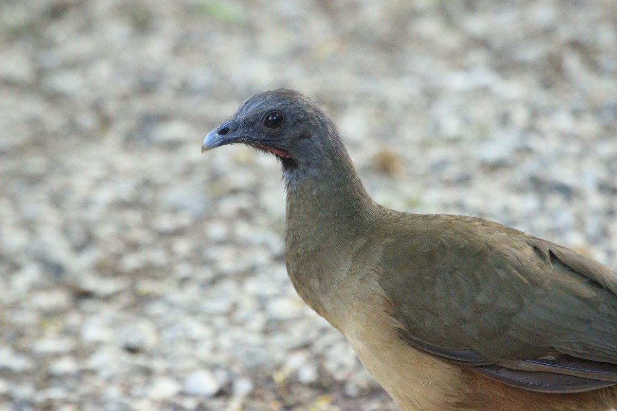 Plain Chachalaca - Giovanni Delgado