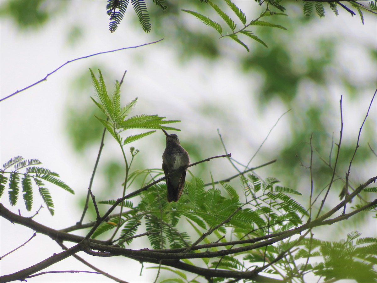 kolibřík safírový - ML404910681
