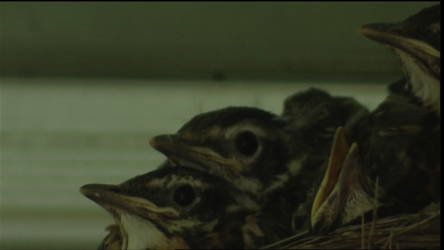 American Robin - ML404912