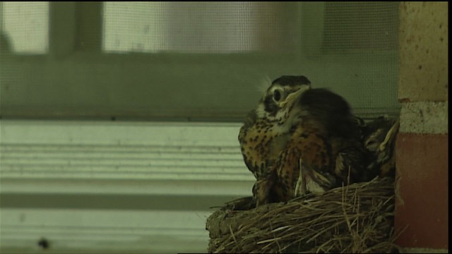 American Robin - ML404913