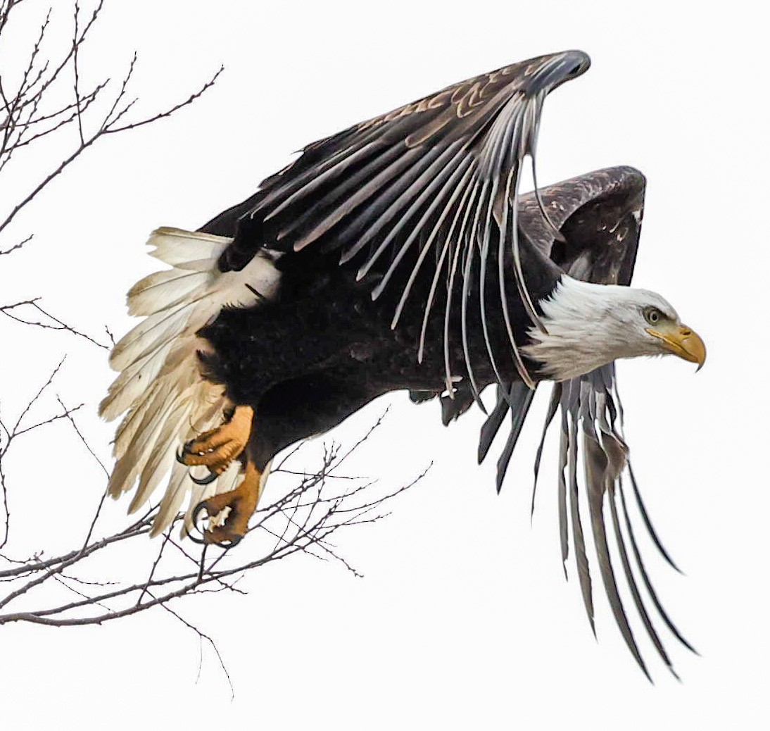 Bald Eagle - ML404913391