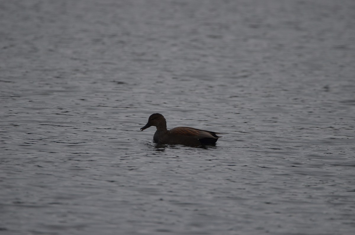 Gadwall - Andrew Jacobs