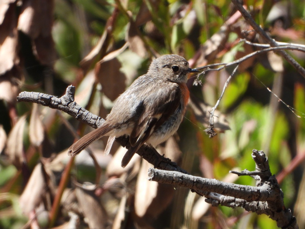 サンショクヒタキ - ML404914771