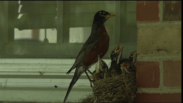 American Robin - ML404915