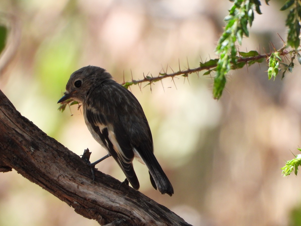 サンショクヒタキ - ML404915191