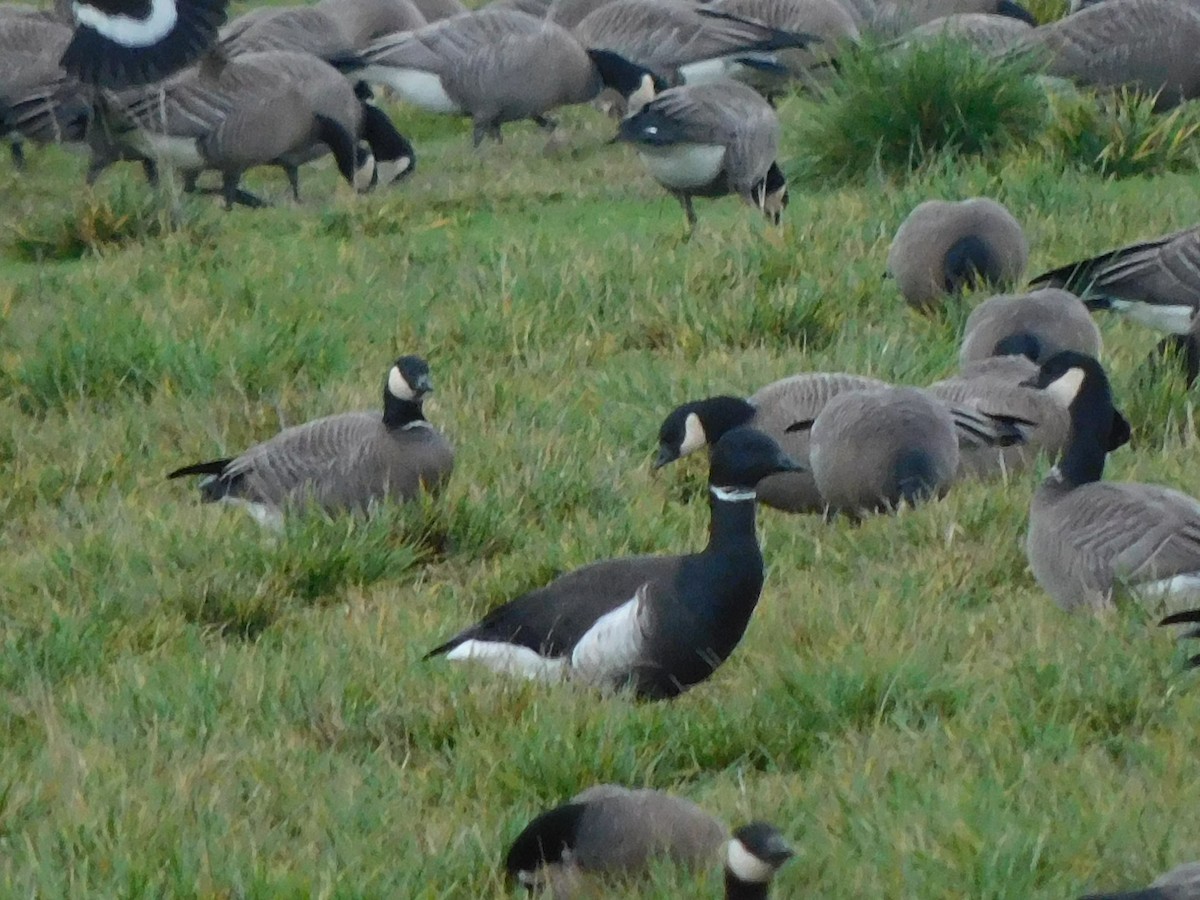 Brant - ML404915351