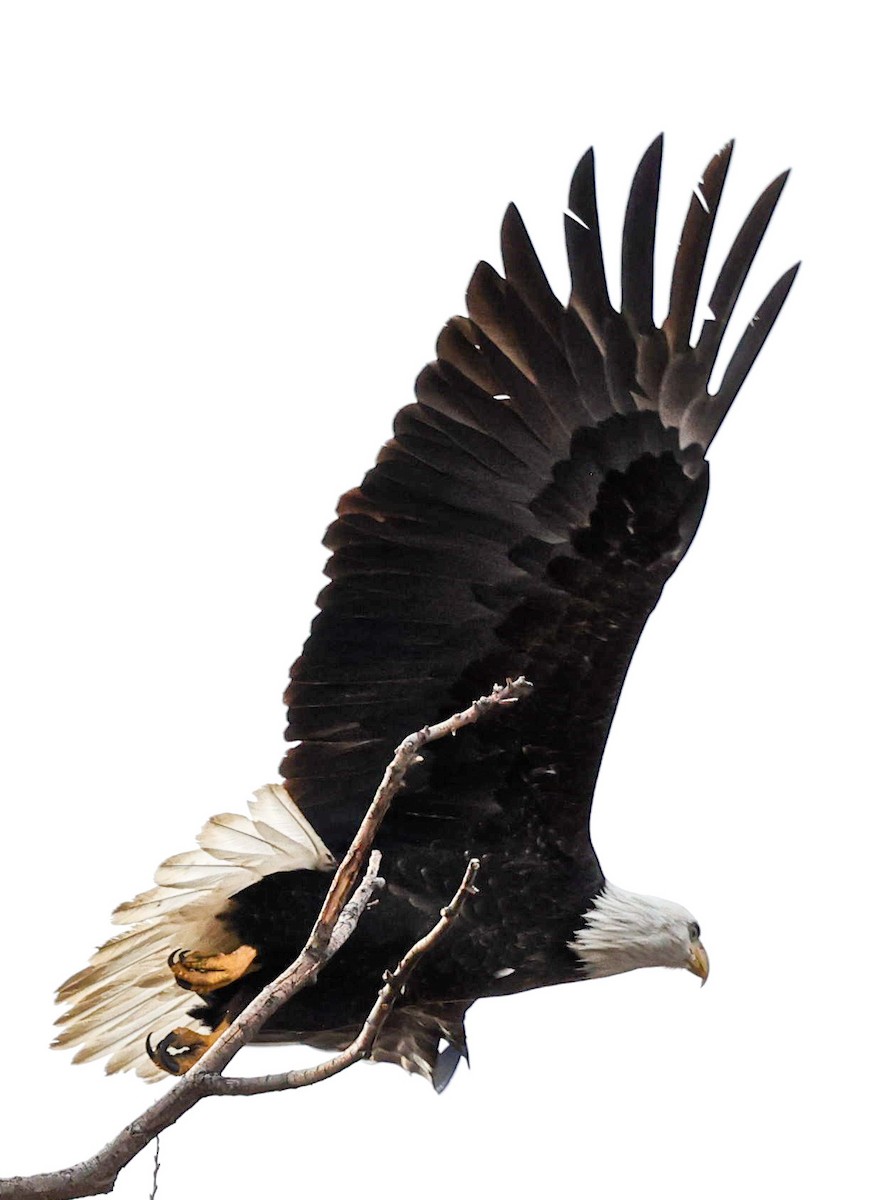 Bald Eagle - ML404915391