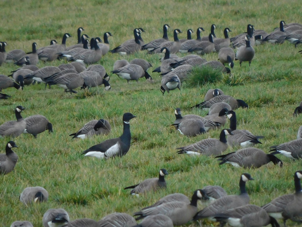 Brant - ML404915401