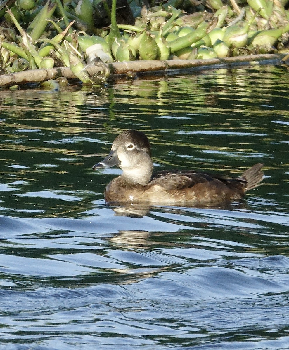 Ring-necked Duck - ML404916511