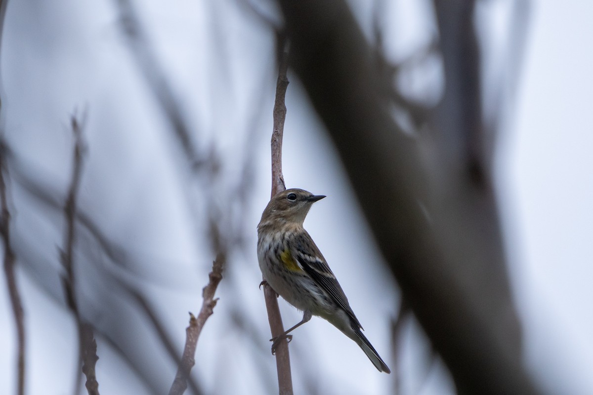 Yellow-rumped Warbler - ML404917771