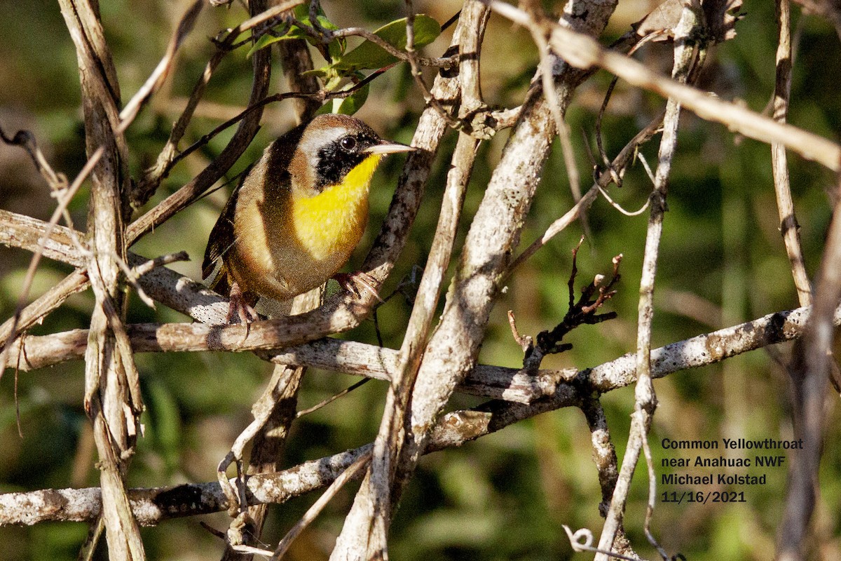 Common Yellowthroat - ML404917811