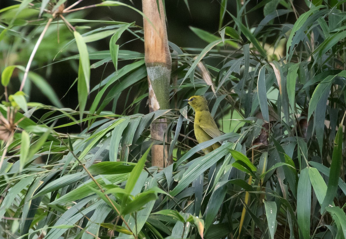 Black-crested Warbler - ML404917861