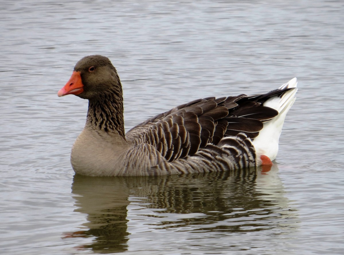 Graylag Goose (Domestic type) - ML40491791