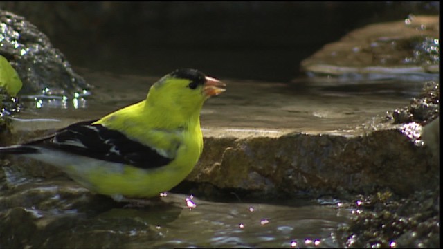 American Goldfinch - ML404918