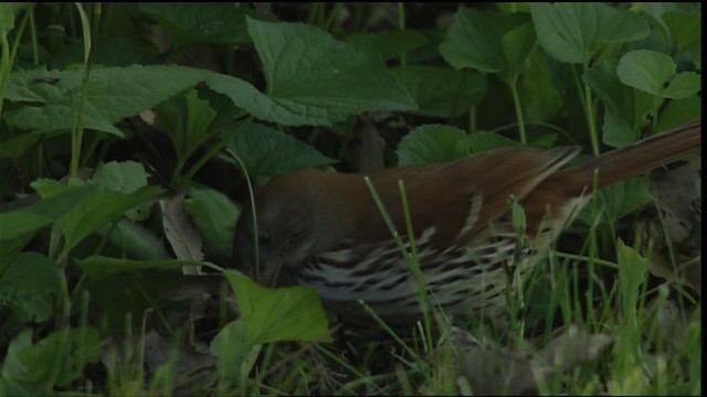 Brown Thrasher - ML404919