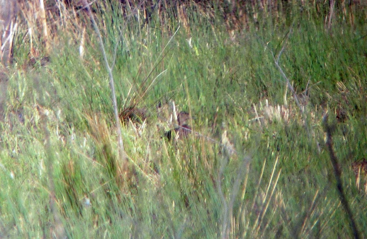 American Black Duck - Red Slough WMA Survey