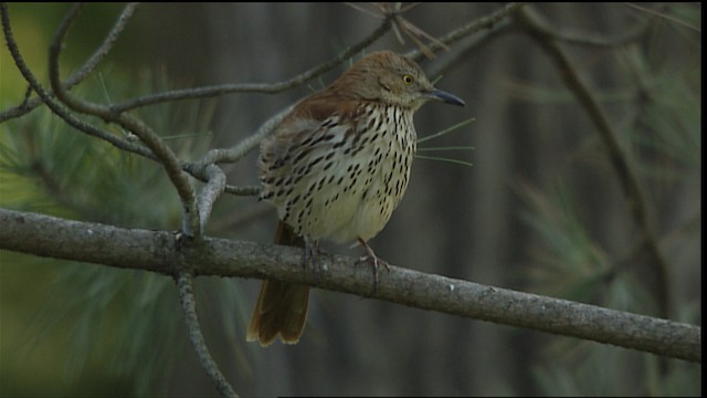 Brown Thrasher - ML404920