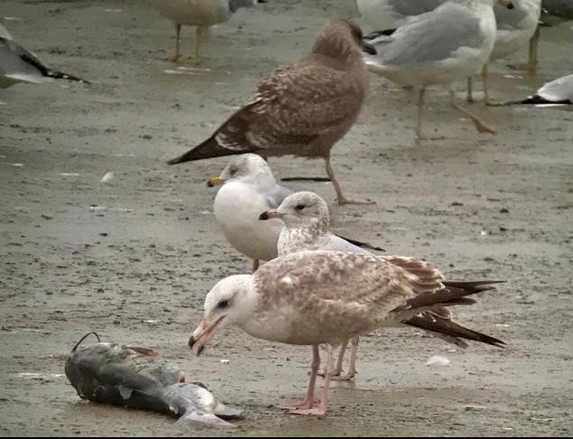 Gaviota Argéntea (americana) - ML404920651