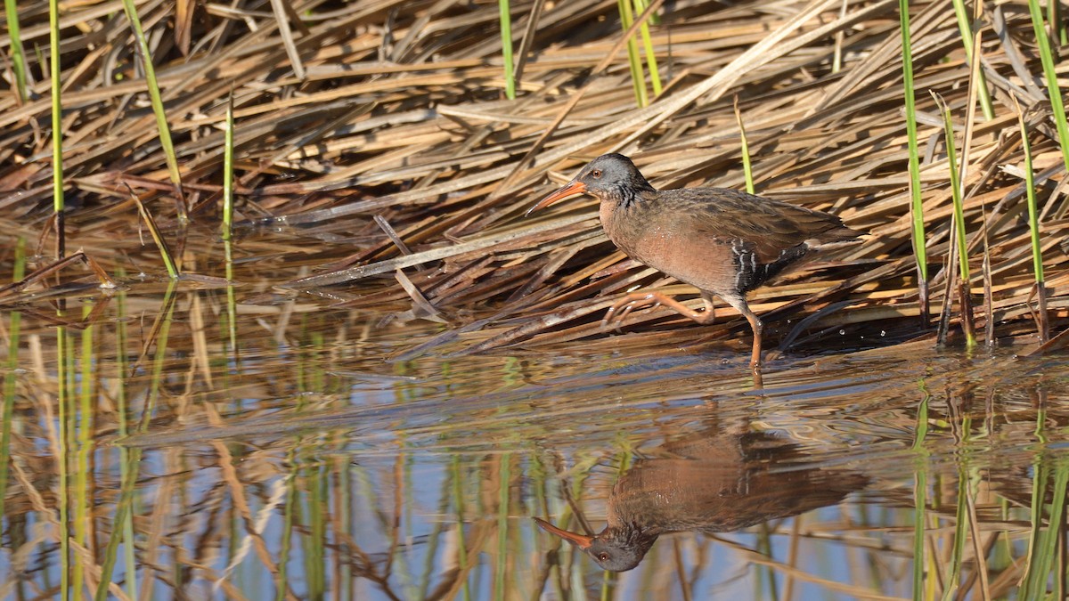 Virginia Rail - Miguel Aguilar @birdnomad