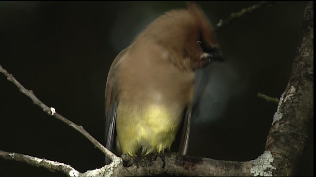 Cedar Waxwing - ML404926