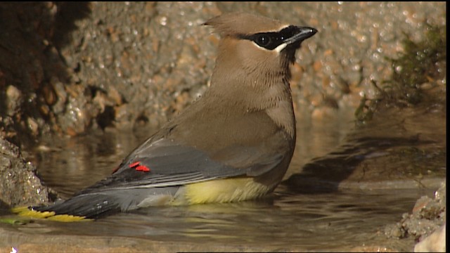 Cedar Waxwing - ML404927