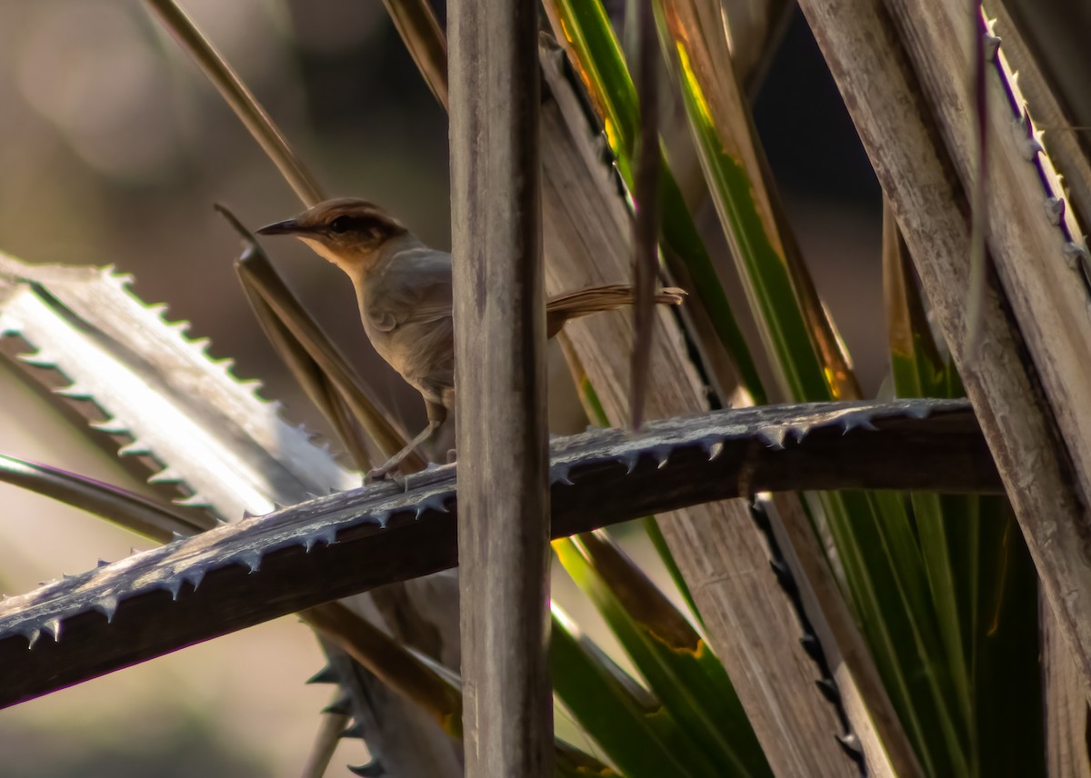 Buff-banded Bushbird - ML404927201