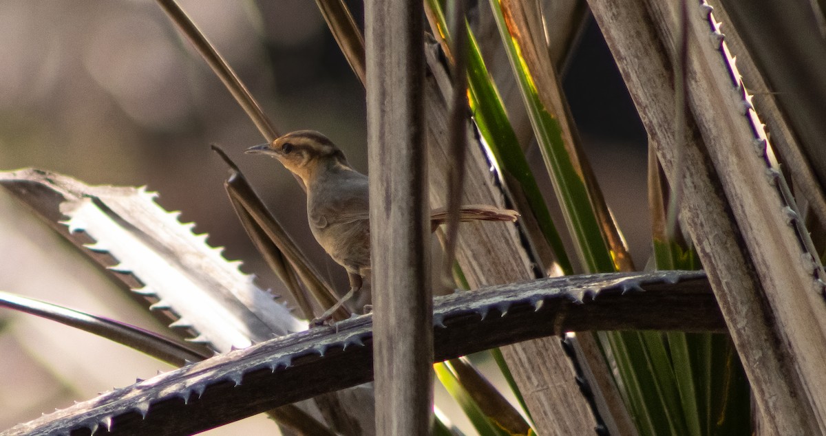 Buff-banded Bushbird - ML404927361