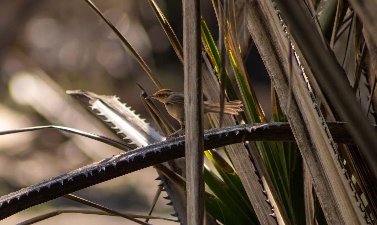 Buff-banded Bushbird - ML404927711