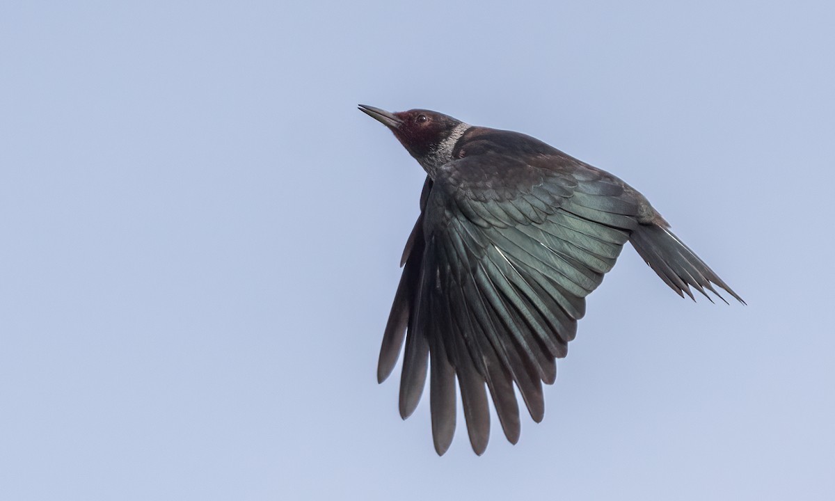 Lewis's Woodpecker - ML404928051