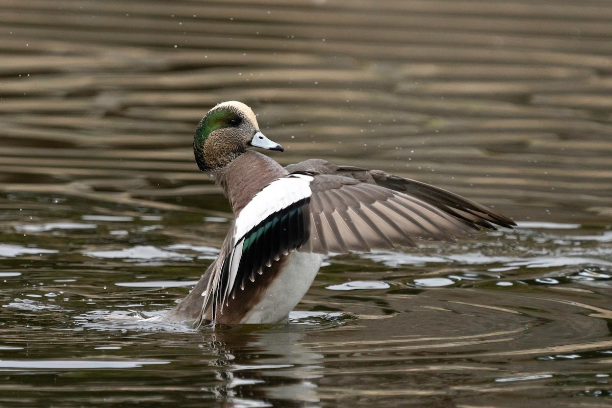 American Wigeon - ML404929581