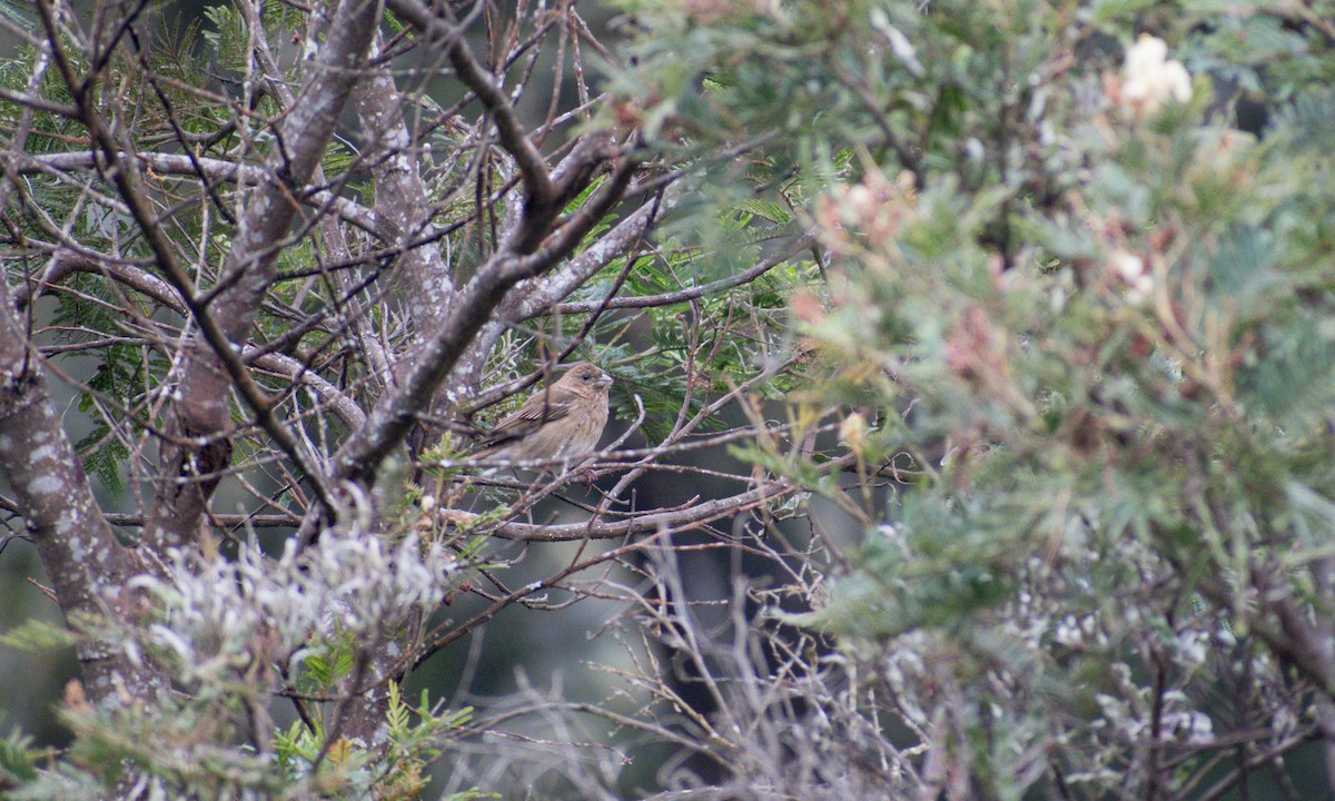 Common Rosefinch - ML404929781