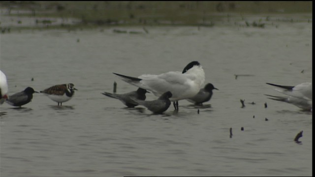 Caspian Tern - ML404930