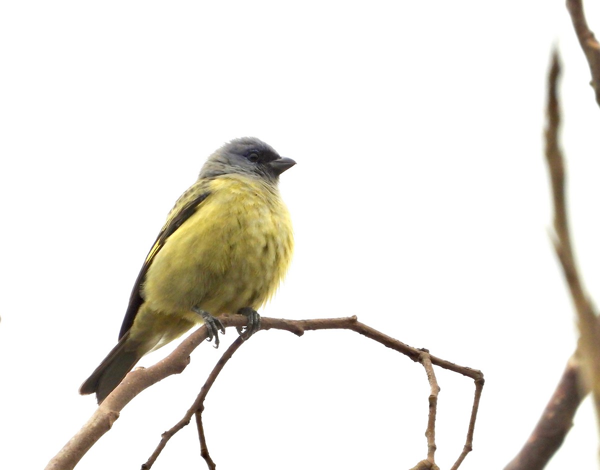 Yellow-winged Tanager - Kalin Ocaña