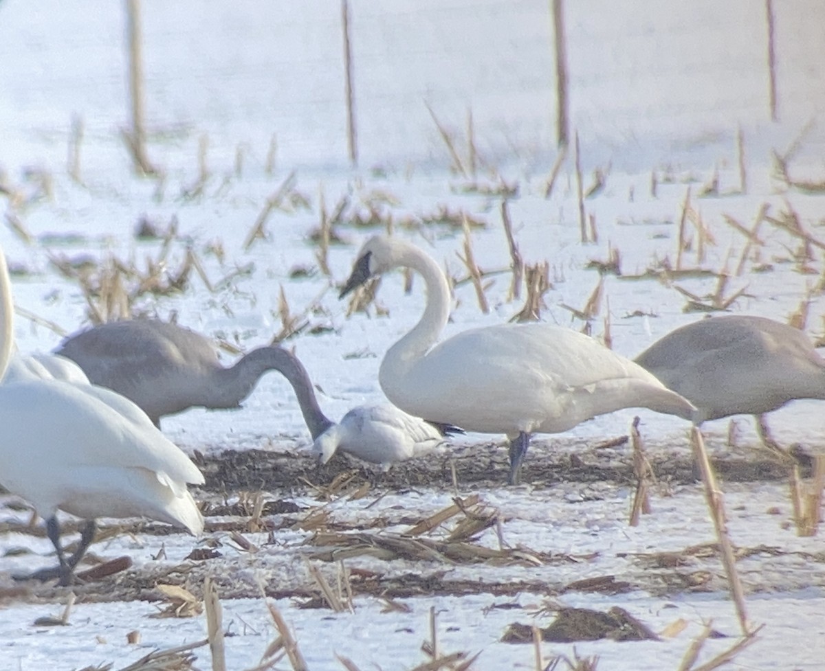 Ross's Goose - ML404930891