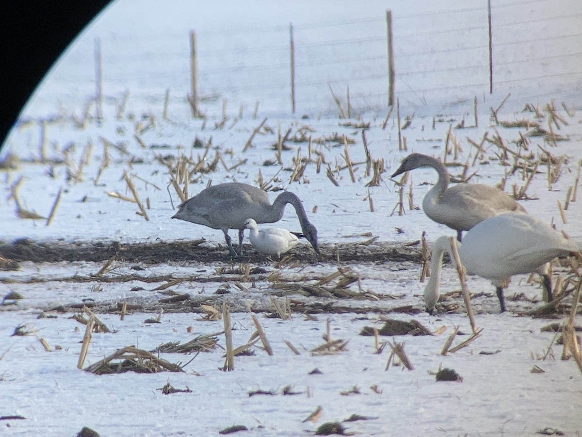 Ross's Goose - ML404930931