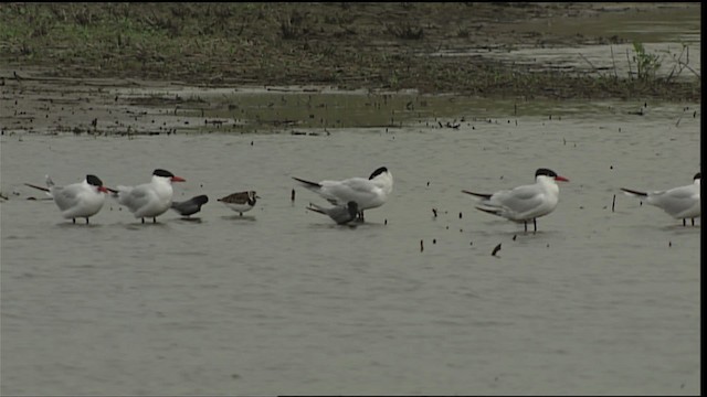 Caspian Tern - ML404931